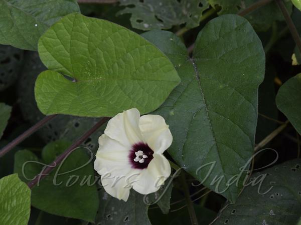 Malabar Bindweed